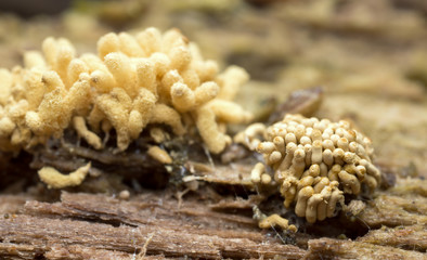 Myxomycetes growth on wood