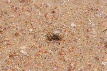 Little crab on the sand.