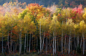 Obraz premium Birch Brights