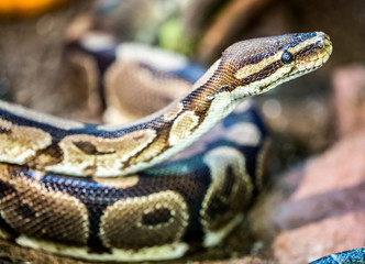 Ball Python (Python regius) in captivity. Palo Alto Zoo, California, USA.