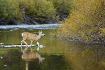 Wild deer crossing a creek at San joaquin river in Mammoth mountains,California.