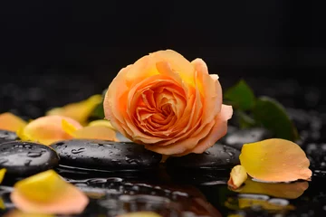  Still life with orange rose, petals ,stones and wet stones © Mee Ting