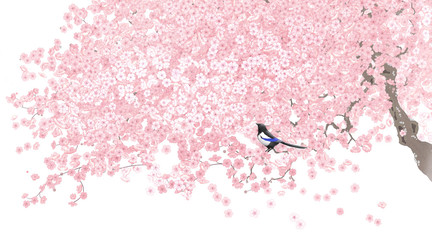 봄소식/ 한국에서 까치는 좋은 소식을 전하는 새로 알려져 있습니다. 그림은 벚꽃이 만개한 봄 소식을 전하는 까치입니다
