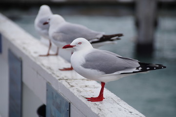 Seagulls on the harbor