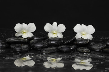 Still life with four orchid with therapy stones 