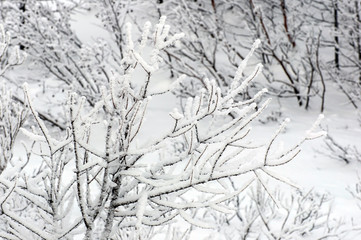frozen branch/close-up of tree branches covered with frost and white snengom