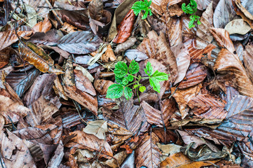 Plant in dry leaves background