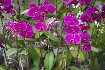 Beautiful pink orchid