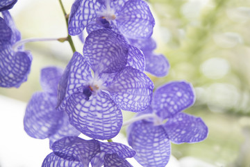 Beautiful purple orchid