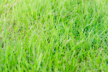 Grass field background.(Soft focus.)
