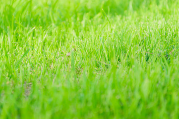 Grass field background.(Soft focus.)