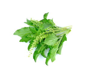Holy Basil,Ocimum sanctum isolate on white