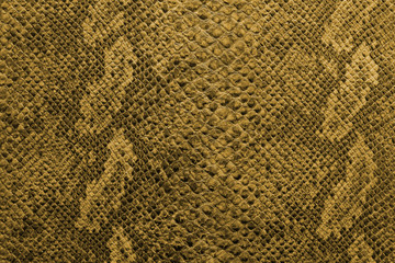 the texture of snake skin