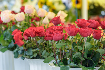 Sale of tulips