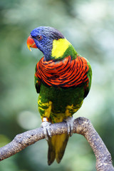 Rainbow Lorikeet
