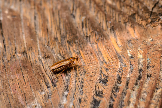 Little Insect cockroach on wooden surface