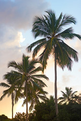 Tropical Palms at sunset on St Thomas Island, Virgin Islands, USA. Palms trees against a bright tropical sunset.