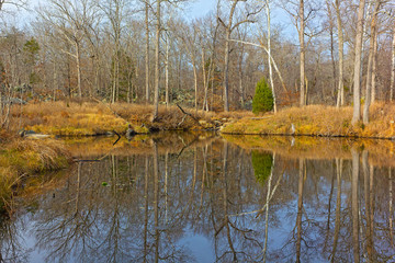 Forest landscape with reflection of trees near the water. Forest in winter at Great Falls Park, Maryland, USA.