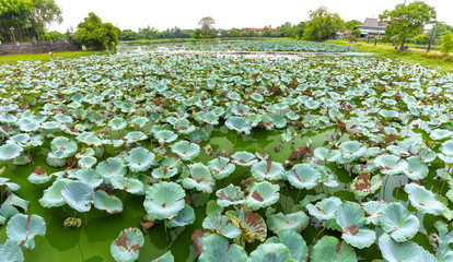  Lotus lagoon with many big lotus rising from freshwater lakes, while next season blooming lotus fragrance radiate throughout the region © huythoai
