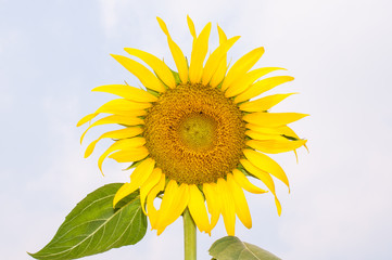 Naklejka premium Sunflower