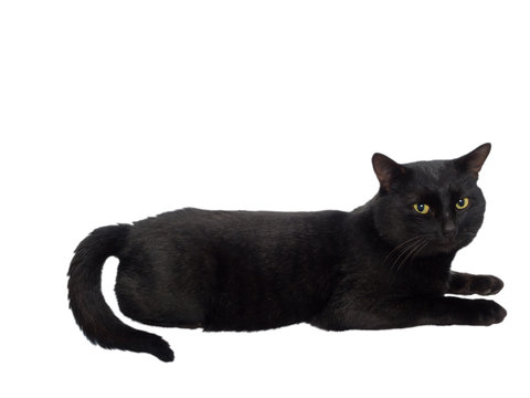 Black beautiful cat