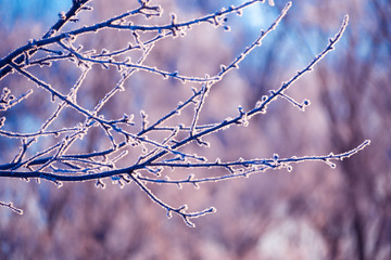 Fototapeta na wymiar Winter frosty morning, trees covered with frost