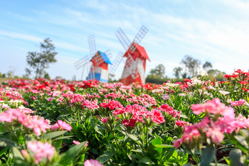 Group of Red and Pink Flower Blossoming in the Garden with Blurred Wind Turbine Tower in Background