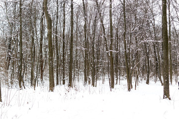 Winter Snow Covered Trees and Sunset