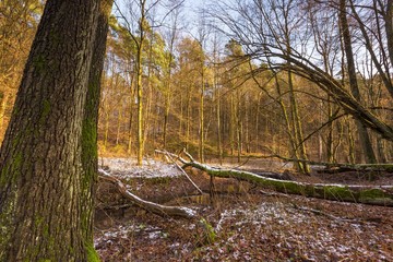 Early winter forest landscape