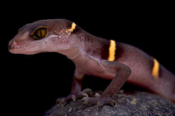 Naklejka premium Vietnamese cave gecko (Goniurosaurus lichtenfelderi)