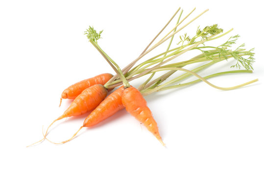 Carrot vegetable with leaves isolated