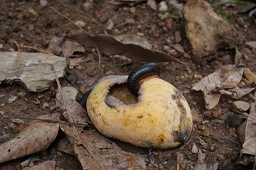 millipede in the garden