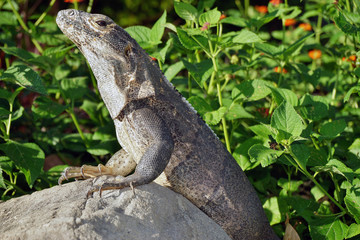Iguana basking in the sun in Costa Rica