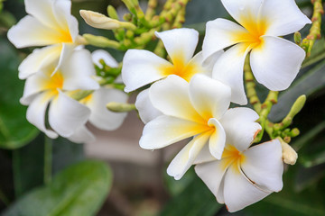 Close-up of a Group of White Flower