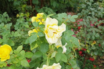 yellow rose