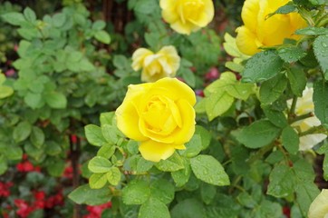 yellow rose