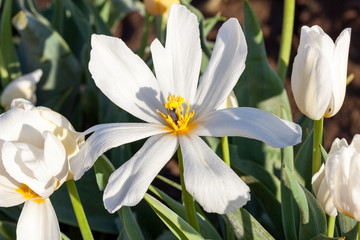 Fototapeta premium Aging Tulip