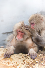 Fototapeta premium 温泉を楽しむおさるさん Japanese monkey enjoys an outdoor bath