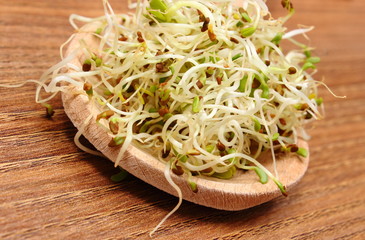 Alfalfa and radish sprouts on scoop, wooden background