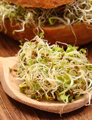 Alfalfa and radish sprouts on spoon and wholemeal bread roll