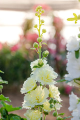 Hollyhock spring celebrity flower