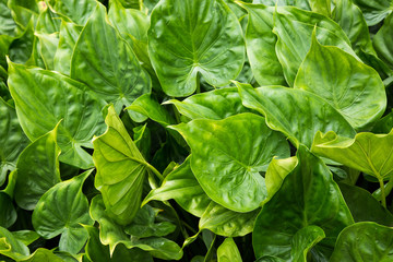 Clouse up of leaves creates a green background