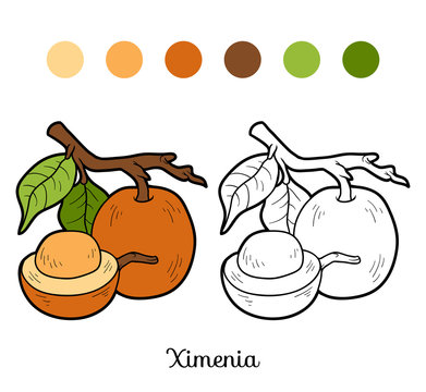 Coloring book for children: fruits and vegetables (ximenia)