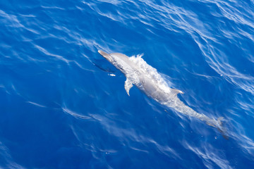 Dolphins under the water.
