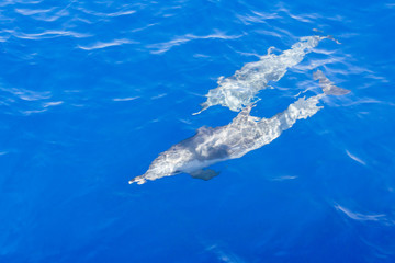 Naklejka premium Dolphins under the water.