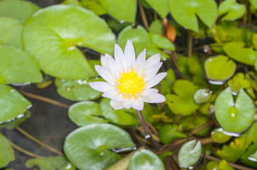 lotus blossoms or water lily flowers blooming on pond