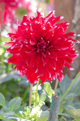 Closeup dahlia flower in garden