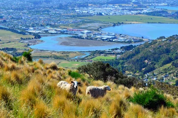 Foto auf Acrylglas Antireflex Two wool sheep against aerial landscape view of Christchurch - N © Rafael Ben-Ari