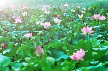 Papier Peint photo autocollant fleur de lotus lotus flower blossom