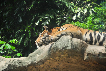 Tiger lay down on the cliff
